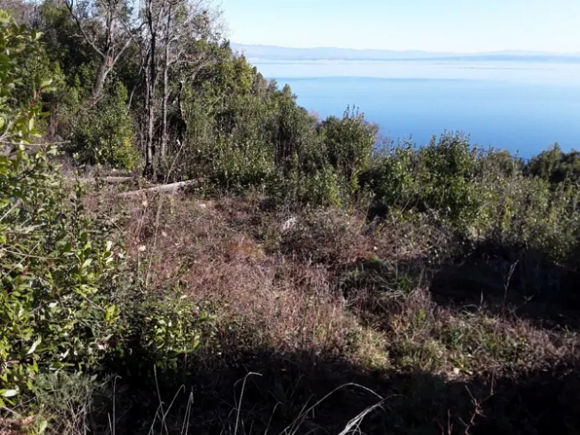 Zemljište na Super Lokaciji Blizu Medveje – slika 5